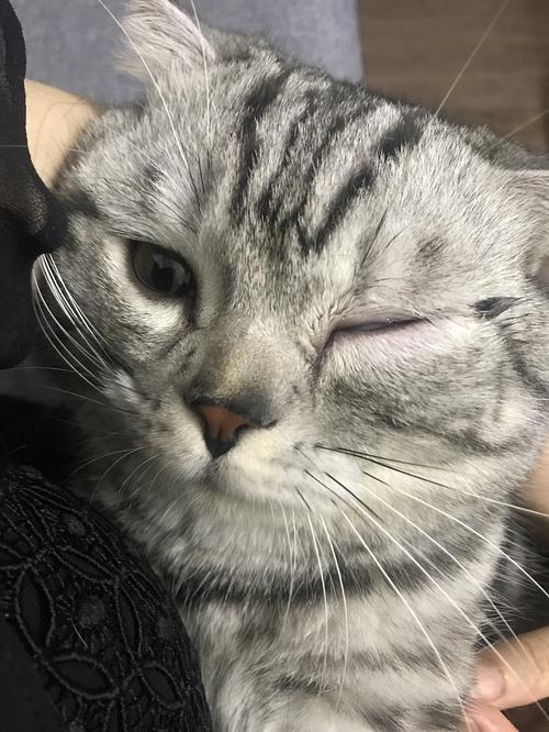 小猫眼睛睁不开缩略图