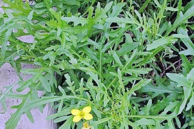 芝麻菜游戏截图