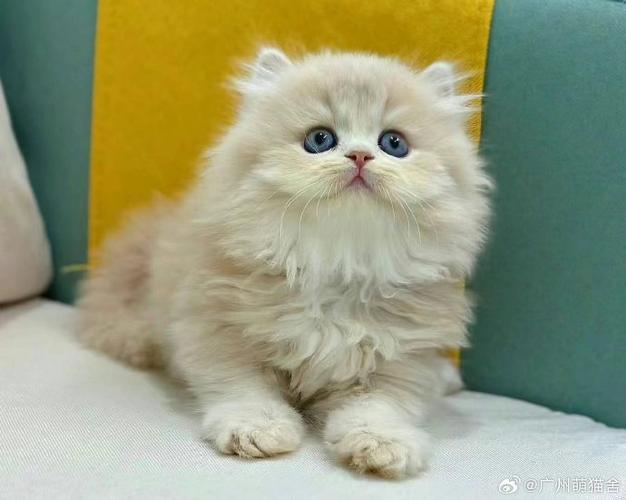 矮脚猫拿破仑多少钱一只缩略图