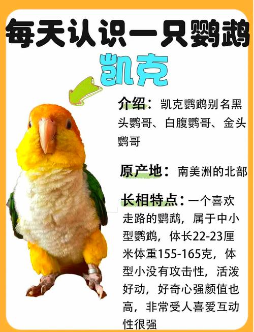 鹦鹉语音翻译软件缩略图