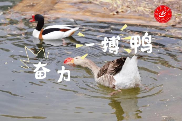 助力鸭缩略图