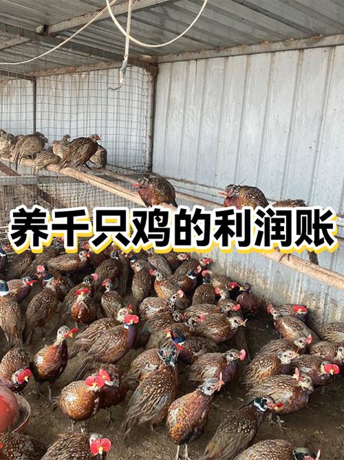养殖1000只鸡的成本与利润缩略图