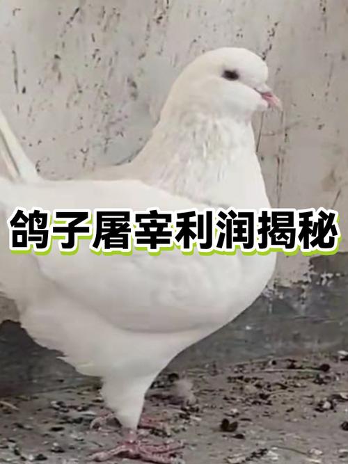 鸽子的利润与成本缩略图