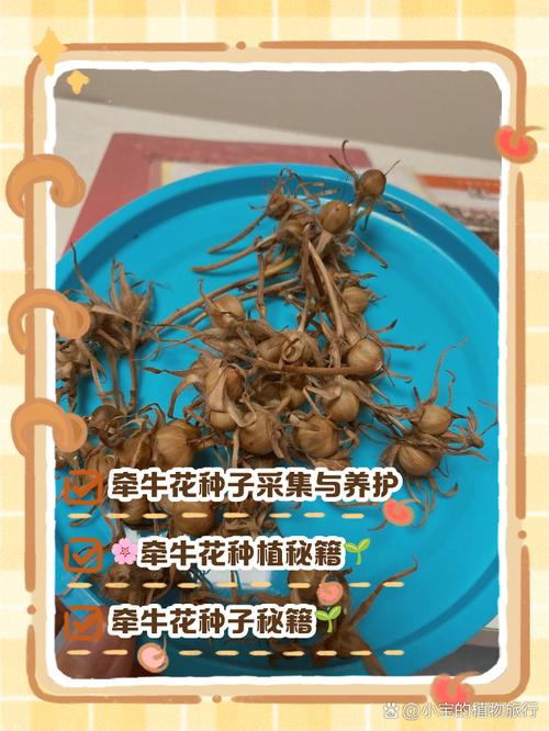 种子搜索神器缩略图