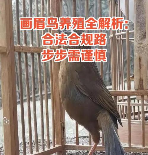 养画眉鸟需要注意哪些细节