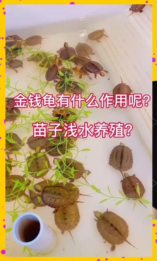 金钱龟值多少钱缩略图