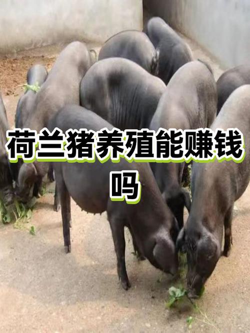 养殖荷兰猪挣钱吗缩略图