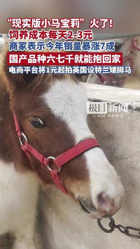 矮种小马一般多少钱缩略图