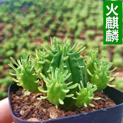 仙人掌网缩略图