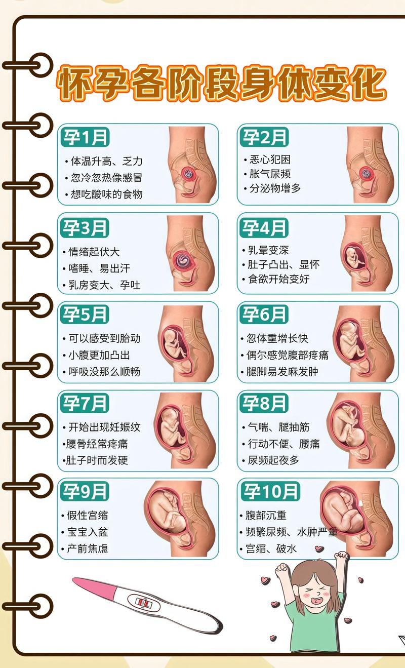 怀孕大肚子变化图游戏截图