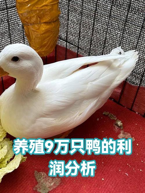 养鸭利润有多少缩略图