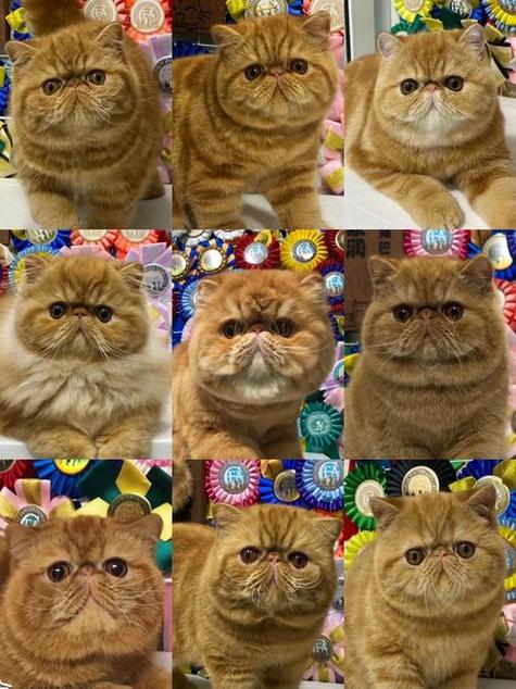 猫加菲猫缩略图