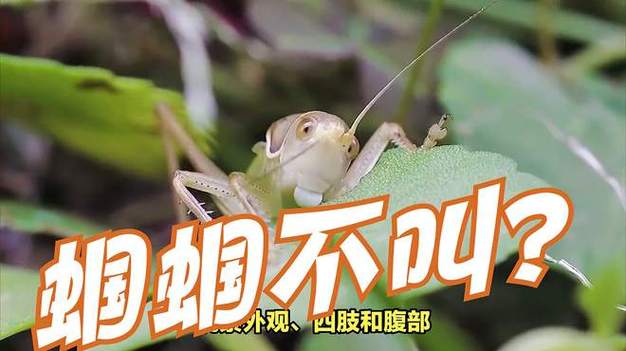 蝈蝈不爱叫有什么好办法图标
