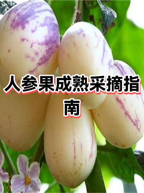 未熟的菠萝蜜摘下来放几天会熟缩略图