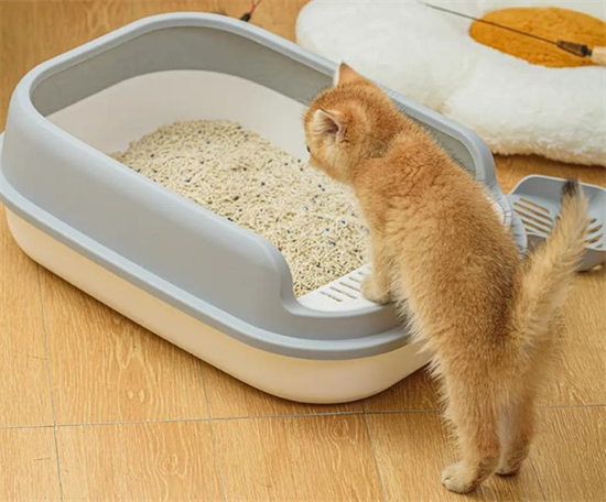 猫换猫砂盆会适应吗缩略图