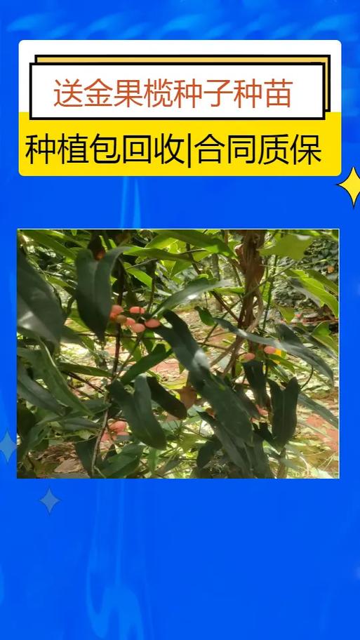 金果多少钱一斤缩略图