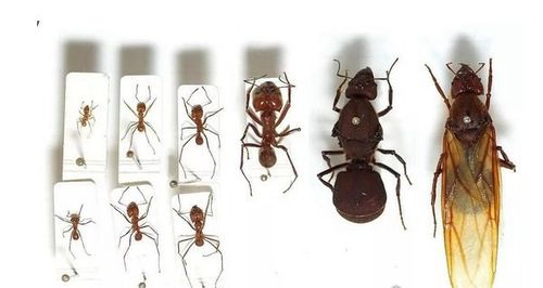 一个蚂蚁窝有多少蚁后缩略图