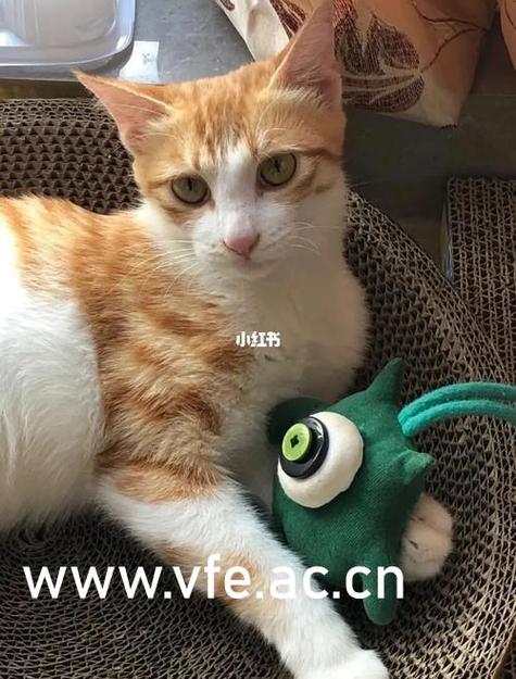 妈妈课堂律子汉化下载缩略图