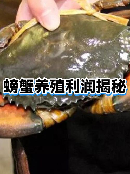 做螃蟹生意的利润缩略图