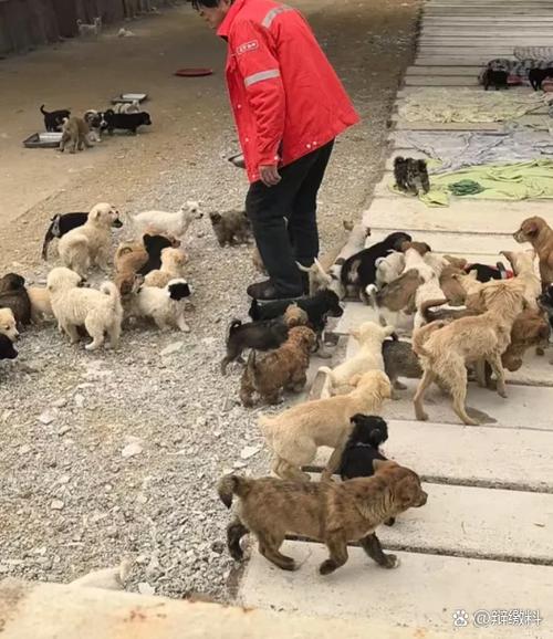 自己养狗卖狗挣钱吗缩略图