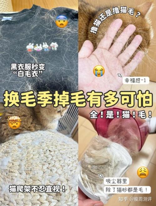 狗狗多大可以剪毛缩略图