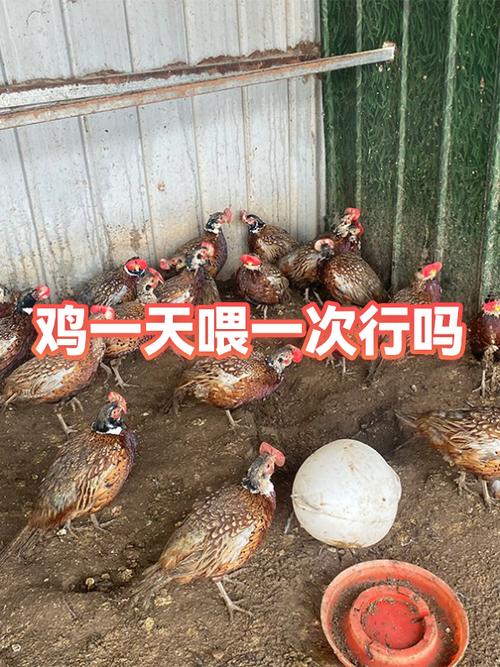 鸡一天喂一次可以吗缩略图