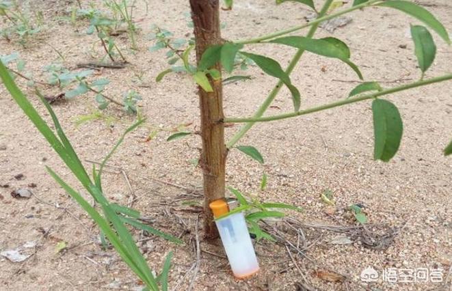 桃子移植汉化安卓游戏缩略图