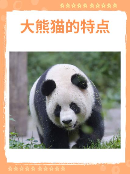 熊猫养成记图熊缩略图