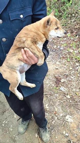 极品土猎犬缩略图