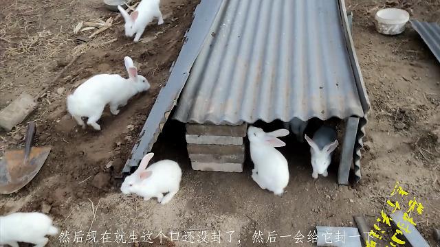 散养兔子窝建造图缩略图
