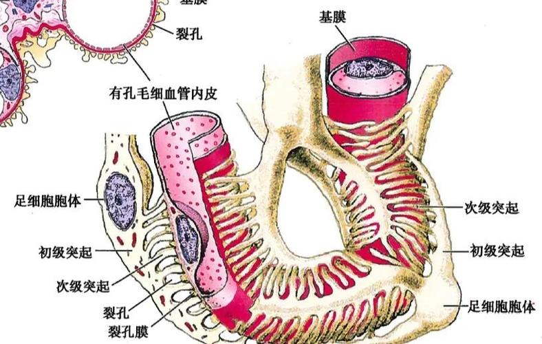 细胞防线MOD内置菜单版缩略图