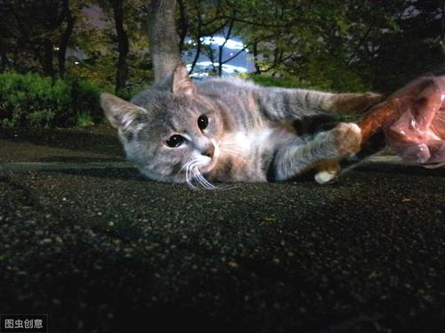 趣夜猫游戏截图