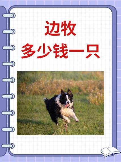边牧小狗多少钱一只缩略图