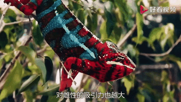 为什么拍完照会突然变色缩略图