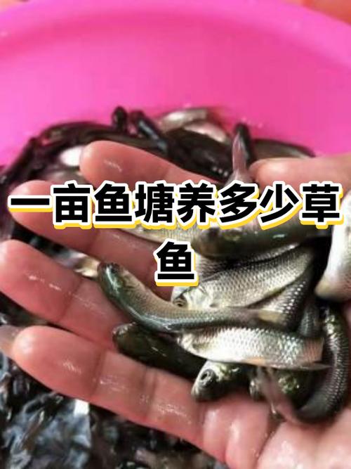 每亩鱼塘可以养多少草鱼缩略图