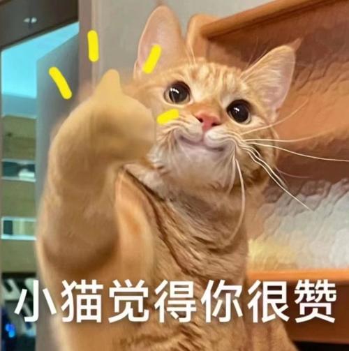 猫猫点赞表情包缩略图