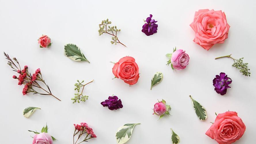 玫瑰花的特点和品质缩略图