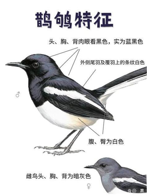 鹊鸲和喜鹊区别缩略图