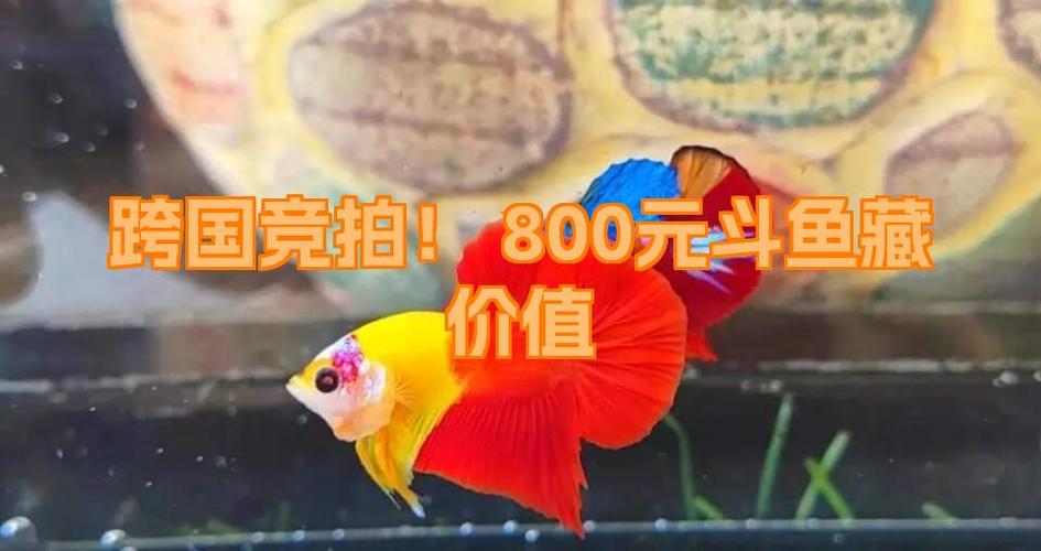 斗鱼一只多少钱缩略图