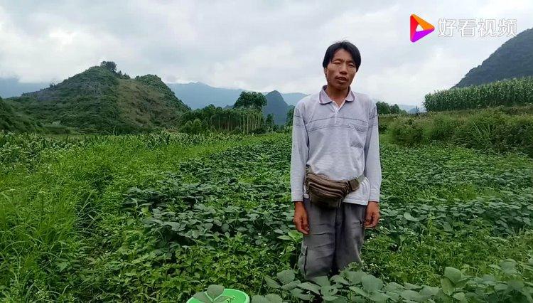 摘毛豆日记200字缩略图