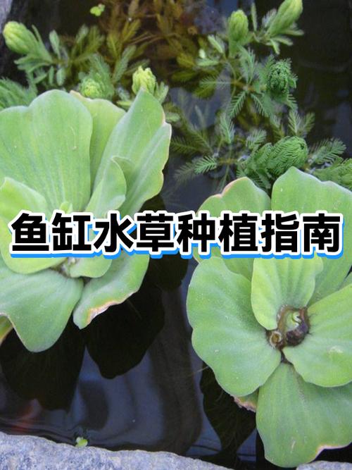 鱼缸里什么植物最好养