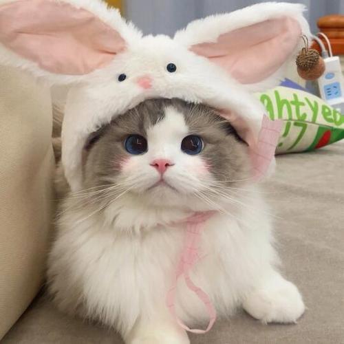 猫咪头图片缩略图