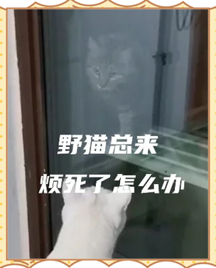 驱野猫最有效的方法室外缩略图