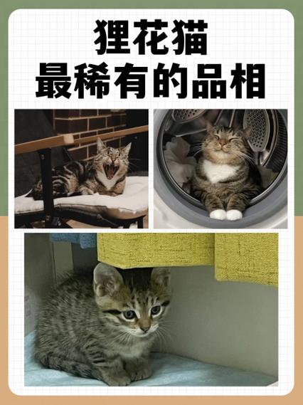 花猫画质大师游戏截图