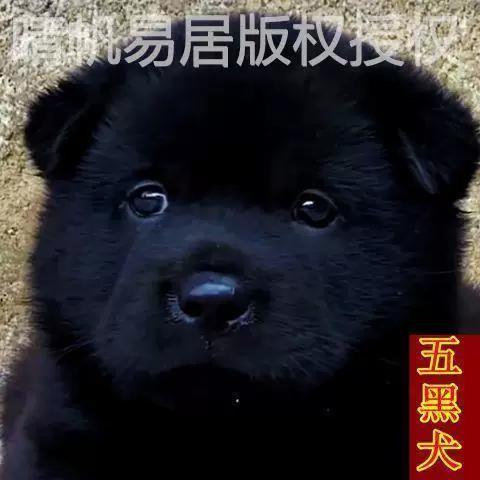 土猎犬价格缩略图