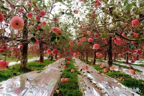精美苹果图片微信头像缩略图