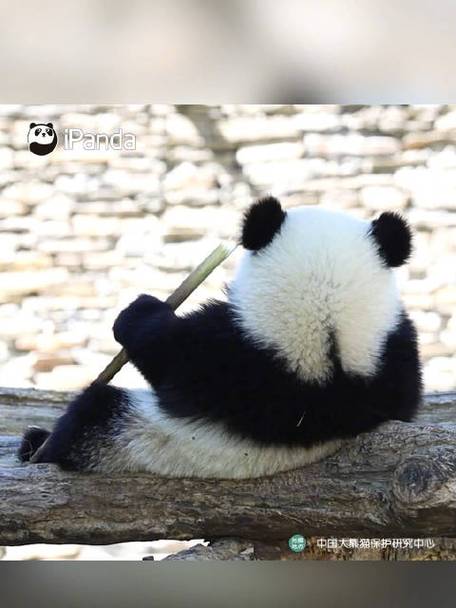 小优熊缩略图