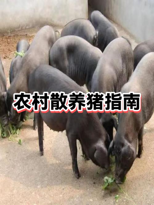 农村自建猪圈属于违建吗游戏截图