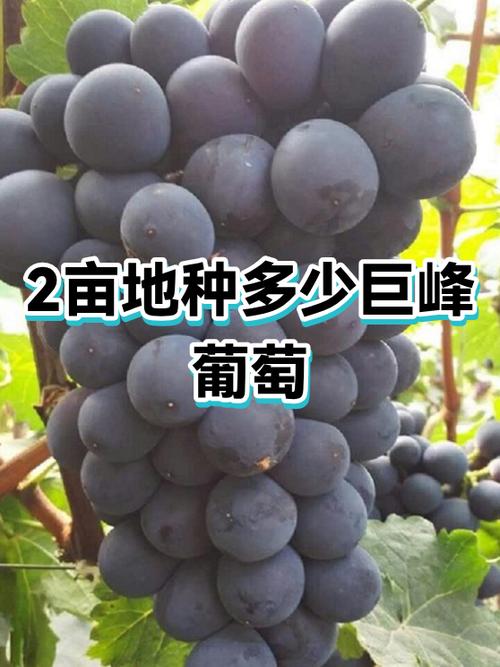 2亩葡萄一年能挣多少缩略图