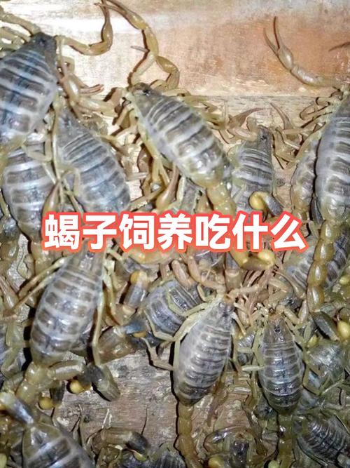 养100只蝎子一年的利润缩略图